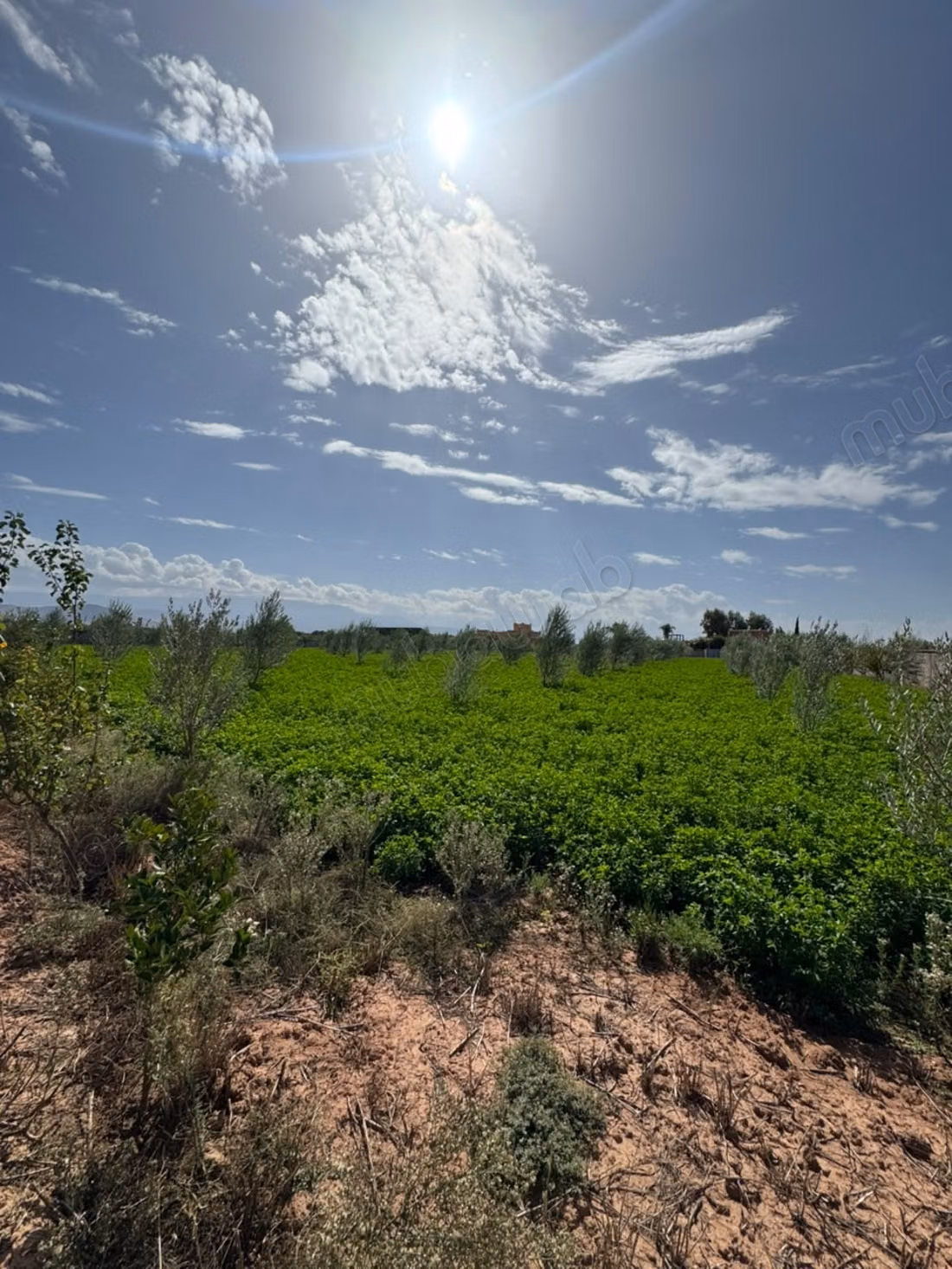 Ferme d’un hectare à vendre – Sidi Abdellah Ghiat, Km 23