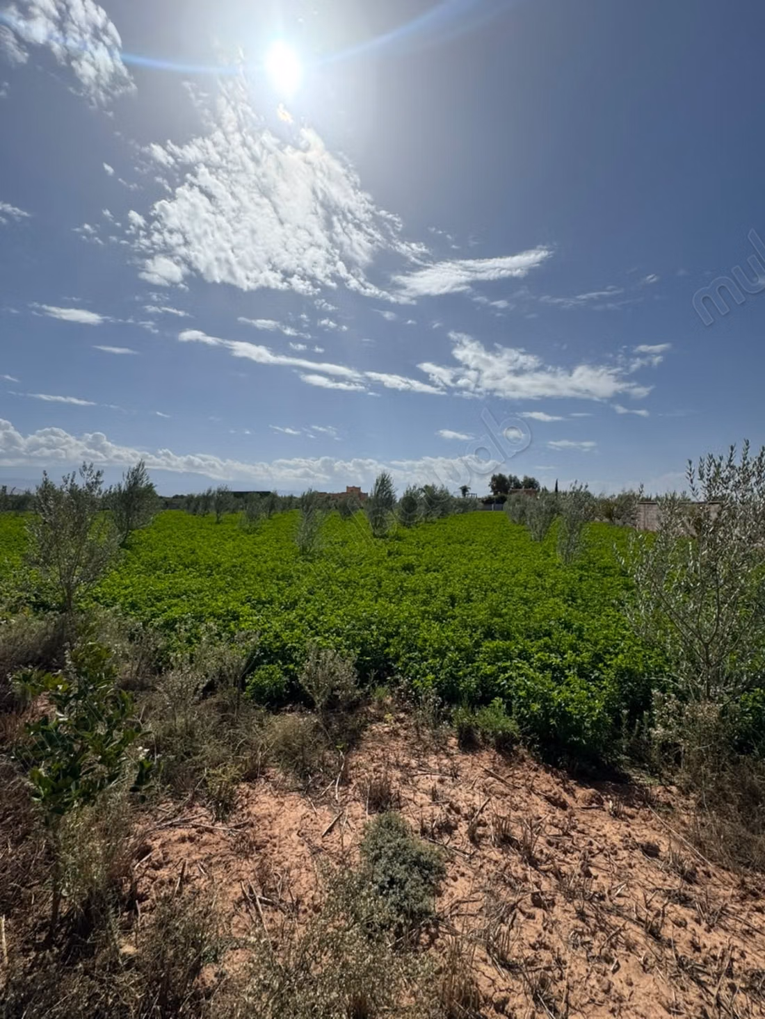 Ferme d’un hectare à vendre – Sidi Abdellah Ghiat, Km 23