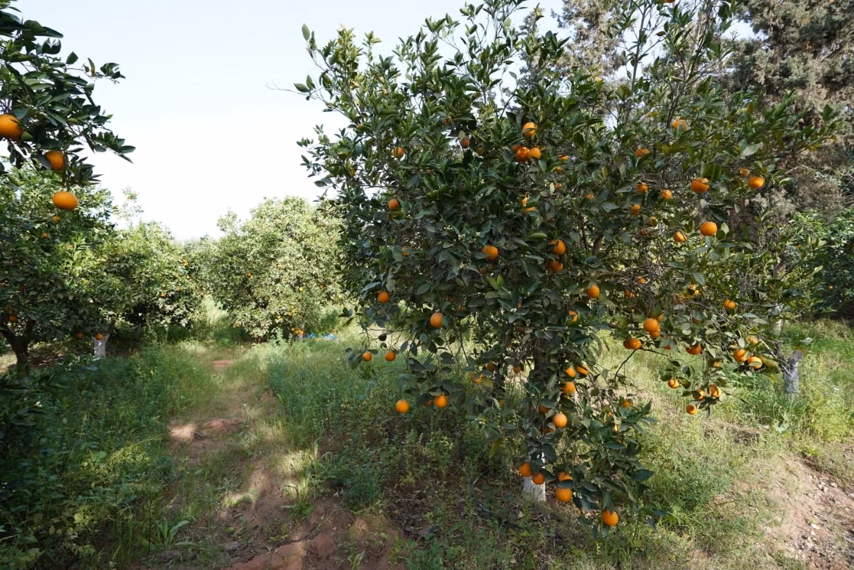 Fermes à vendre à ait melloul