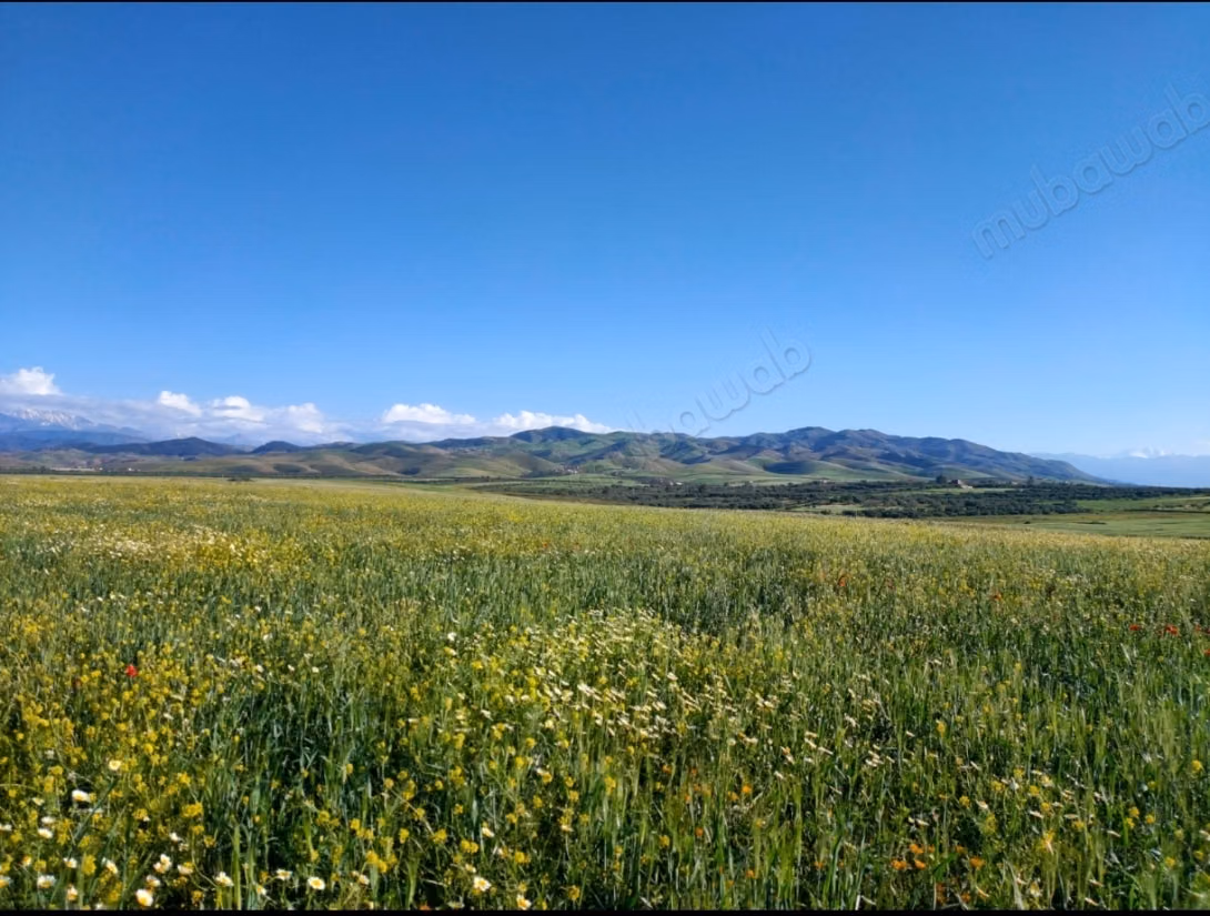 Achat de terrain à Tahannaout. 
Surface totale 21800 m²